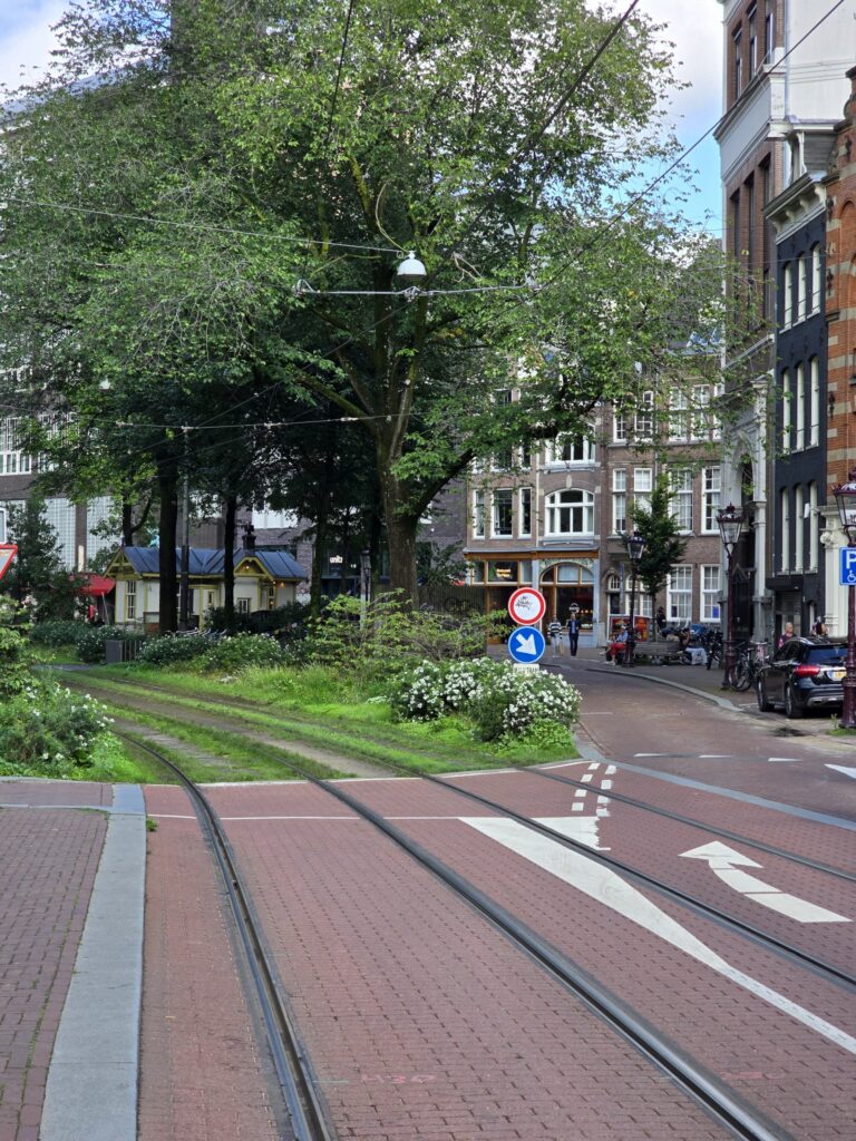 Tram tracks on a leafy street