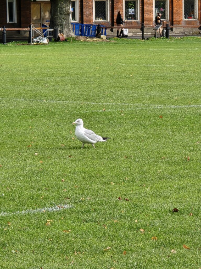 A seagull on the lawn